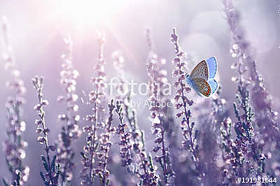 Surprisingly beautiful  colorful floral background. Heather flow (többrészes kép) - vászonkép, falikép otthonra és irodába