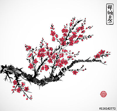 Keleti vörös sakura cseresznyefa virágban fehér alapon.  (poszter) - vászonkép, falikép otthonra és irodába