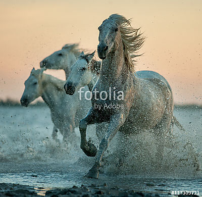 camargue lovak futnak a napfelkelte vízben (többrészes kép) - vászonkép, falikép otthonra és irodába