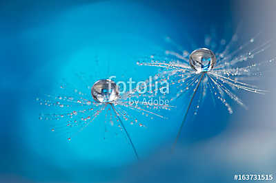 Beautiful dew drops on a dandelion seed macro. Beautiful soft li (poszter) - vászonkép, falikép otthonra és irodába