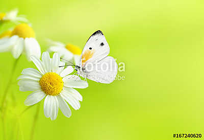 Delicate beautiful light green natural summer spring background  (vászonkép óra) - vászonkép, falikép otthonra és irodába