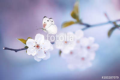 Beautiful white butterfly and branch of blossoming cherry in spr (keretezett kép) - vászonkép, falikép otthonra és irodába