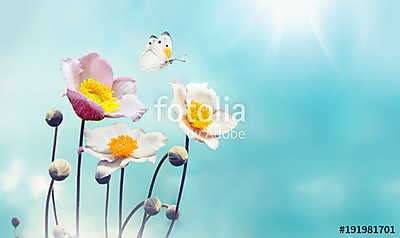 Colorful floral spring background. White and pink anemones flowe (többrészes kép) - vászonkép, falikép otthonra és irodába