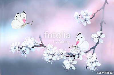 Butterflies fluttering over a branch of blossoming cherry in spr (többrészes kép) - vászonkép, falikép otthonra és irodába