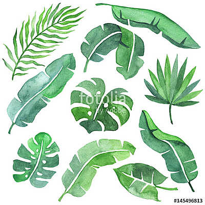 Tropical leaves set (fotótapéta) - vászonkép, falikép otthonra és irodába