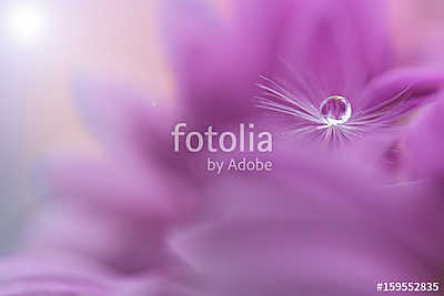 Dandelion seed with a water drop on a pink flower. Macro of a da (poszter) - vászonkép, falikép otthonra és irodába