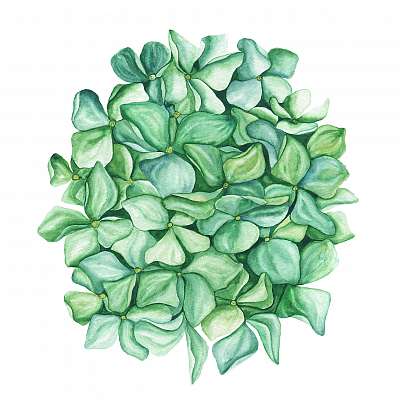 Green hydrangea flower art. Beautiful artistic backdrop. Ideal f (bögre) - vászonkép, falikép otthonra és irodába