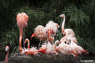 Nesting Flamingos Flock (vászonkép óra) - vászonkép, falikép otthonra és irodába