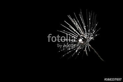 Dandelion seeds with dew drops on black background, closeup. Sil (keretezett kép) - vászonkép, falikép otthonra és irodába