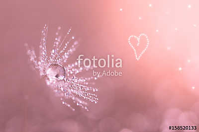 Dandelion closeup with water drops. Dandelion on a pink backgrou (poszter) - vászonkép, falikép otthonra és irodába