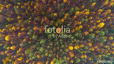 Aerial top view of autumn trees in wild park in september (vászonkép óra) - vászonkép, falikép otthonra és irodába