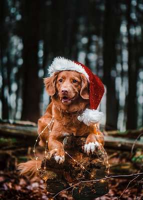  (id: 24154) vászonkép