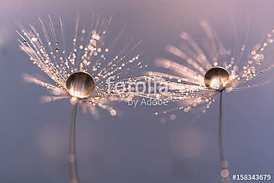 Dandelion with drops of water in a beautiful tonality. Macro of  (poszter) - vászonkép, falikép otthonra és irodába