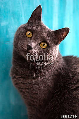 Kaukázusi macska (fotótapéta) - vászonkép, falikép otthonra és irodába