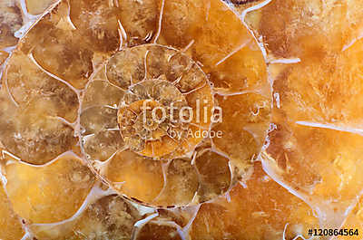 yellow ammonite spiral closeup (többrészes kép) - vászonkép, falikép otthonra és irodába