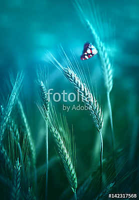 Young ears spikelets of rye in the spring outdoors on a blue-gre (keretezett kép) - vászonkép, falikép otthonra és irodába