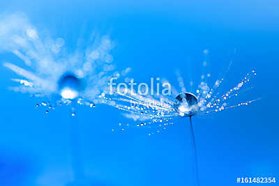 Macro of dandelion with water drop. Dandelion on a beautiful tur (poszter) - vászonkép, falikép otthonra és irodába