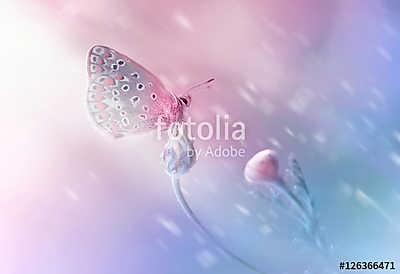 Beautiful delicate elegant butterfly on a flower with a soft foc (keretezett kép) - vászonkép, falikép otthonra és irodába