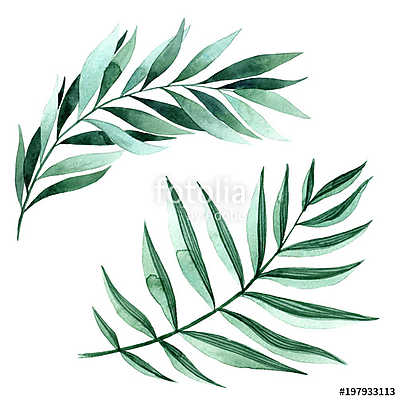 Watercolor illustration of fern leaves (fotótapéta) - vászonkép, falikép otthonra és irodába