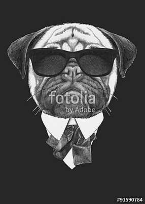 Portrait of Pug Dog in suit. Hand drawn illustration. (keretezett kép) - vászonkép, falikép otthonra és irodába