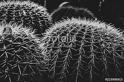 Kaktus schwarz-weiß (fotótapéta) - vászonkép, falikép otthonra és irodába