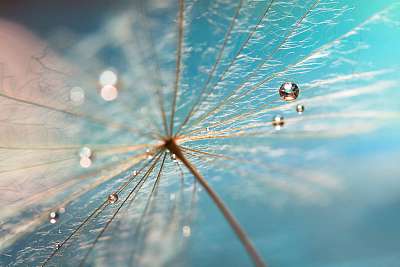 The droplet of water on the seed of dandelion . Dandelion on a t (keretezett kép) - vászonkép, falikép otthonra és irodába