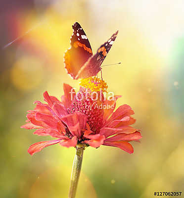 Vintage macro photo of butterfly on a flower in the light of sun (keretezett kép) - vászonkép, falikép otthonra és irodába