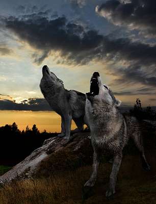 miután a nap megáll, a farkasok ideje elkezdődik (fotótapéta) - vászonkép, falikép otthonra és irodába