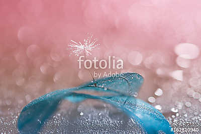 Dandelion with water drops on blue transparent leaf. the work of (fotótapéta) - vászonkép, falikép otthonra és irodába