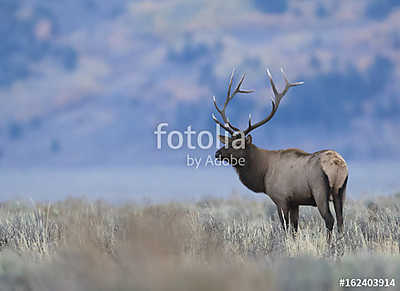 BULL ELK IN SAGEBRUSH MEADOW STOCK IMAGE (többrészes kép) - vászonkép, falikép otthonra és irodába