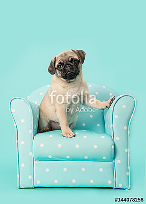 Aranyos ülő fiatal mopsz kutya nézte a kamerát sititng egy bl (bögre) - vászonkép, falikép otthonra és irodába