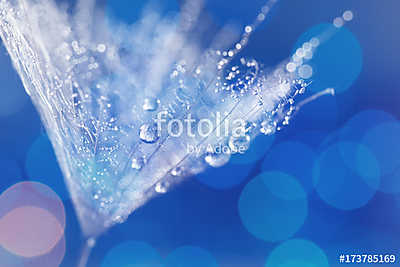 Dandelion Seeds in the drops of dew on a beautiful blurred backg (többrészes kép) - vászonkép, falikép otthonra és irodába