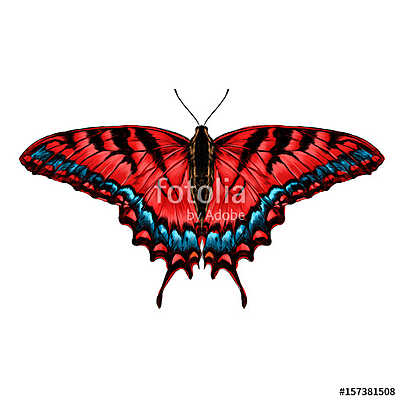 red butterfly with blue pattern on the wings of the symmetric to (bögre) - vászonkép, falikép otthonra és irodába