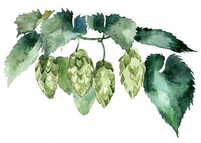 watercolor branch of hops on white background (többrészes kép) - vászonkép, falikép otthonra és irodába