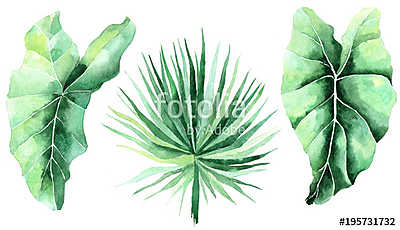 Tropical watercolor leaves set (poszter) - vászonkép, falikép otthonra és irodába