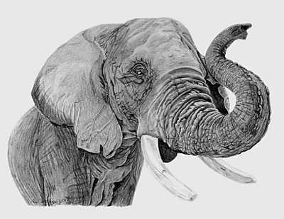 Elefánt rajz (fotótapéta) - vászonkép, falikép otthonra és irodába