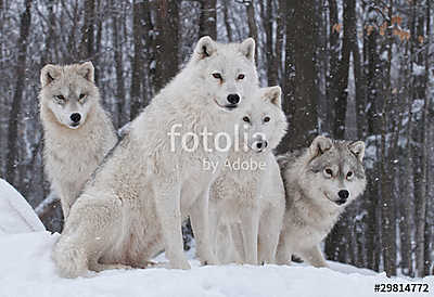 Arctic Wolf Pack (keretezett kép) - vászonkép, falikép otthonra és irodába