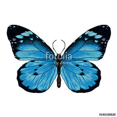 butterfly with open wings top view, the symmetrical drawing, gra (fotótapéta) - vászonkép, falikép otthonra és irodába