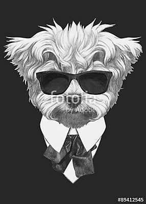 Fashion Illustration of Maltese Poodle. Vector isolated elements (keretezett kép) - vászonkép, falikép otthonra és irodába