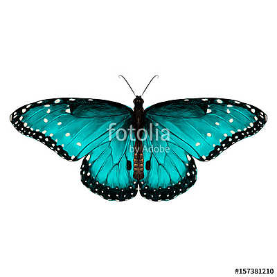 butterfly symmetric top view of turquoise with spots , sketch ve (vászonkép óra) - vászonkép, falikép otthonra és irodába