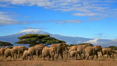 Kilimandzsáró elefántcsonttal (keretezett kép) - vászonkép, falikép otthonra és irodába