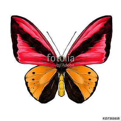 butterfly symmetric top view of orange and red colors, sketch ve (keretezett kép) - vászonkép, falikép otthonra és irodába