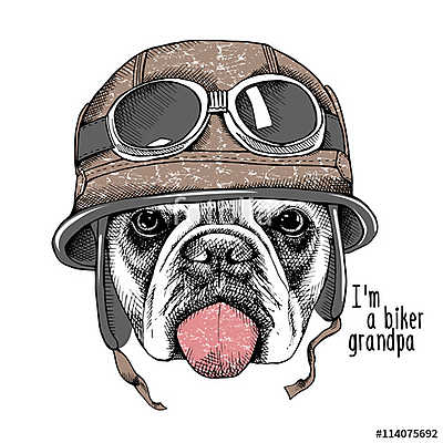 The image Portrait of the dog Bulldog in the motorcyclist helmet (többrészes kép) - vászonkép, falikép otthonra és irodába