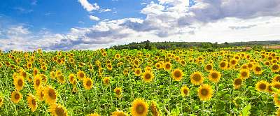 Field with sunflowers - Swabian alb közelében (fotótapéta) - vászonkép, falikép otthonra és irodába