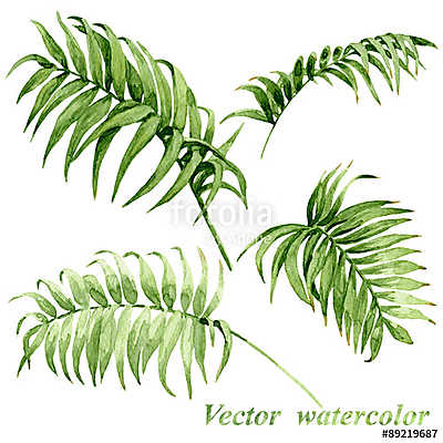 Watercolor palm leaves isolated on white. (bögre) - vászonkép, falikép otthonra és irodába