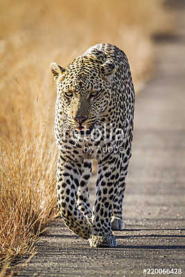 Leopard in Kruger National park, South Africa (vászonkép óra) - vászonkép, falikép otthonra és irodába