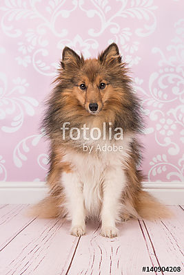 Szépen ül a shetlandi juhászkutya, aki a rózsaszín kamerát nézte (poszter) - vászonkép, falikép otthonra és irodába