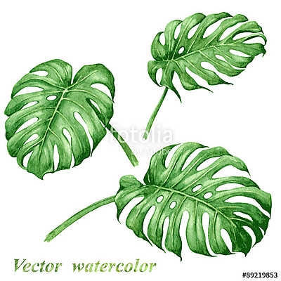 Set of watercolor tropical plants  leaves. (keretezett kép) - vászonkép, falikép otthonra és irodába