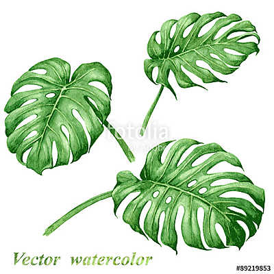 Set of watercolor tropical plants  leaves. (többrészes kép) - vászonkép, falikép otthonra és irodába