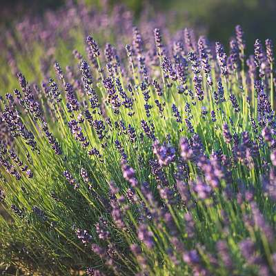 Lavender (többrészes kép) - vászonkép, falikép otthonra és irodába